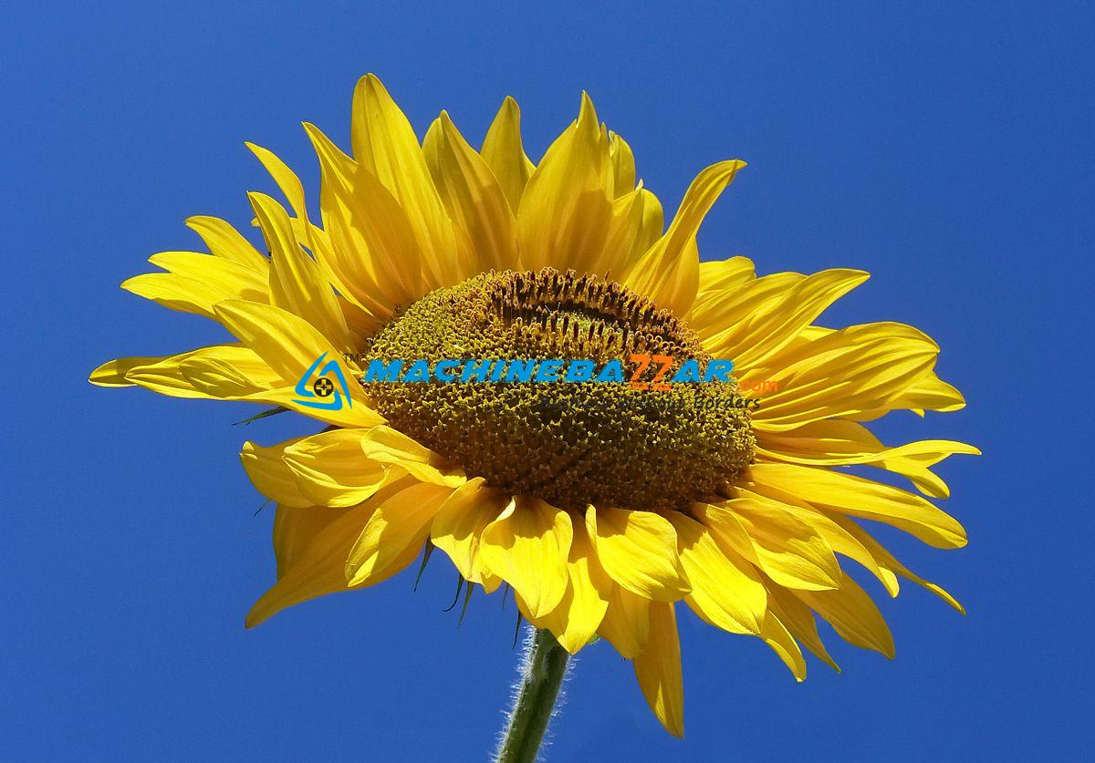 1200px-Sunflower_from_Silesia2.jpg